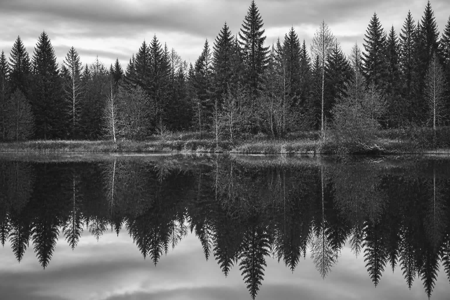 Black-and-white still water reflecting a treeline