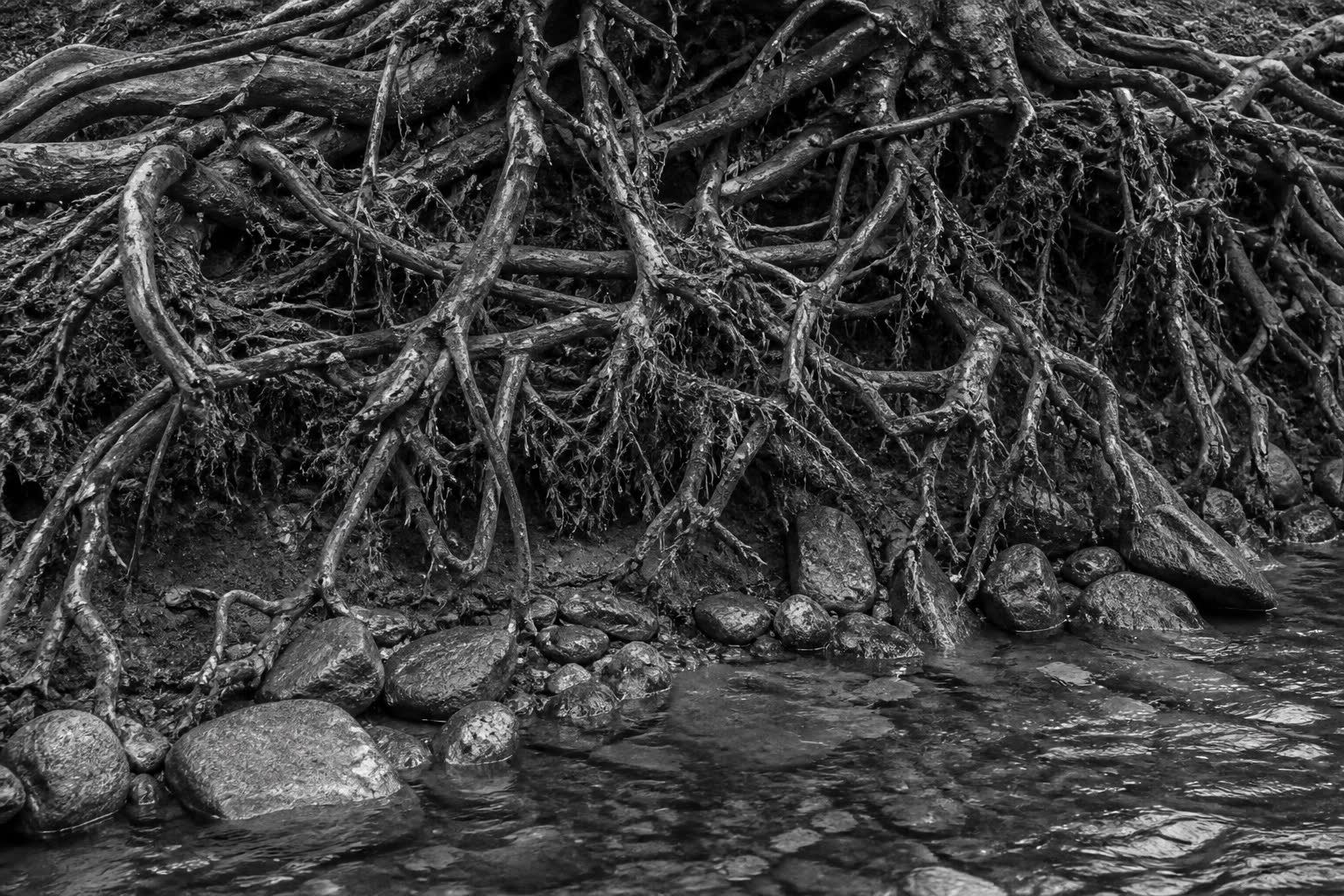 Black-and-white tangle of exposed tree roots on a riverbank
