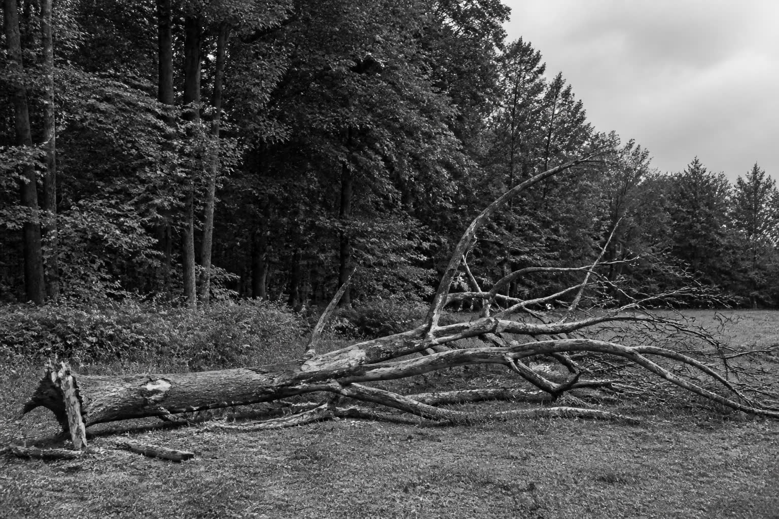 Black-and-white fallen tree at the edge of a living forest