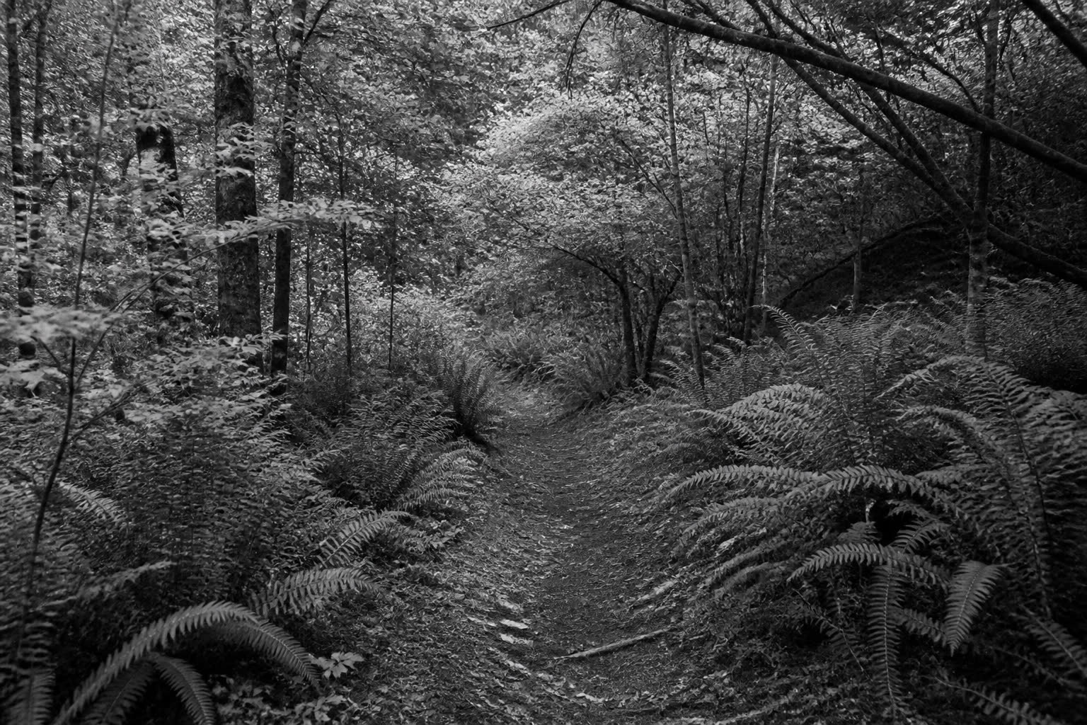 Black-and-white unused dirt path through a forest of ferns