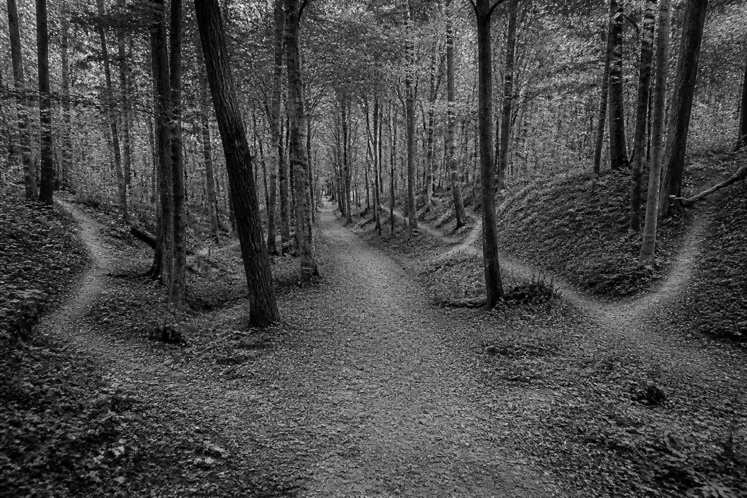 Black-and-white forest path splitting into several trails