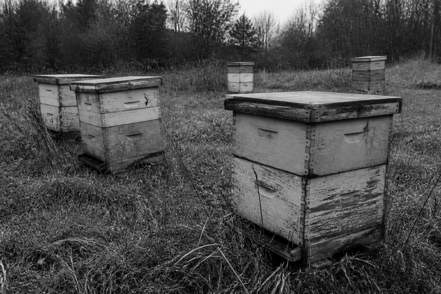 Black-and-white unused wooden beehive boxes standing in a field
